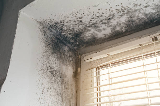Affordable Basement Mold Removal solutions in Shiloh, PA
